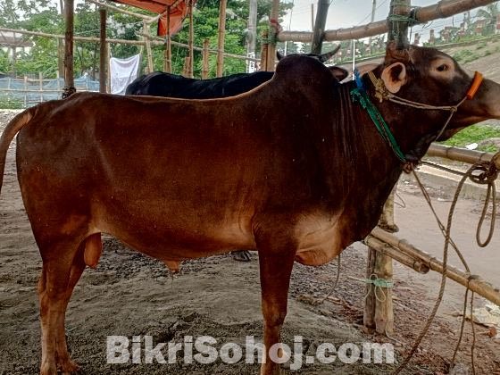 গরু